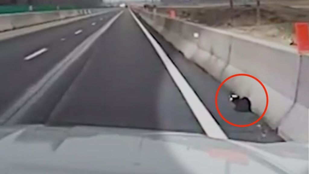 Animale al lato dell’autostrada