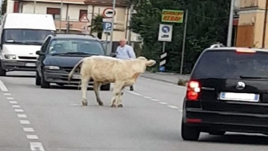 Scappa dal mattatoio e corre per la strada